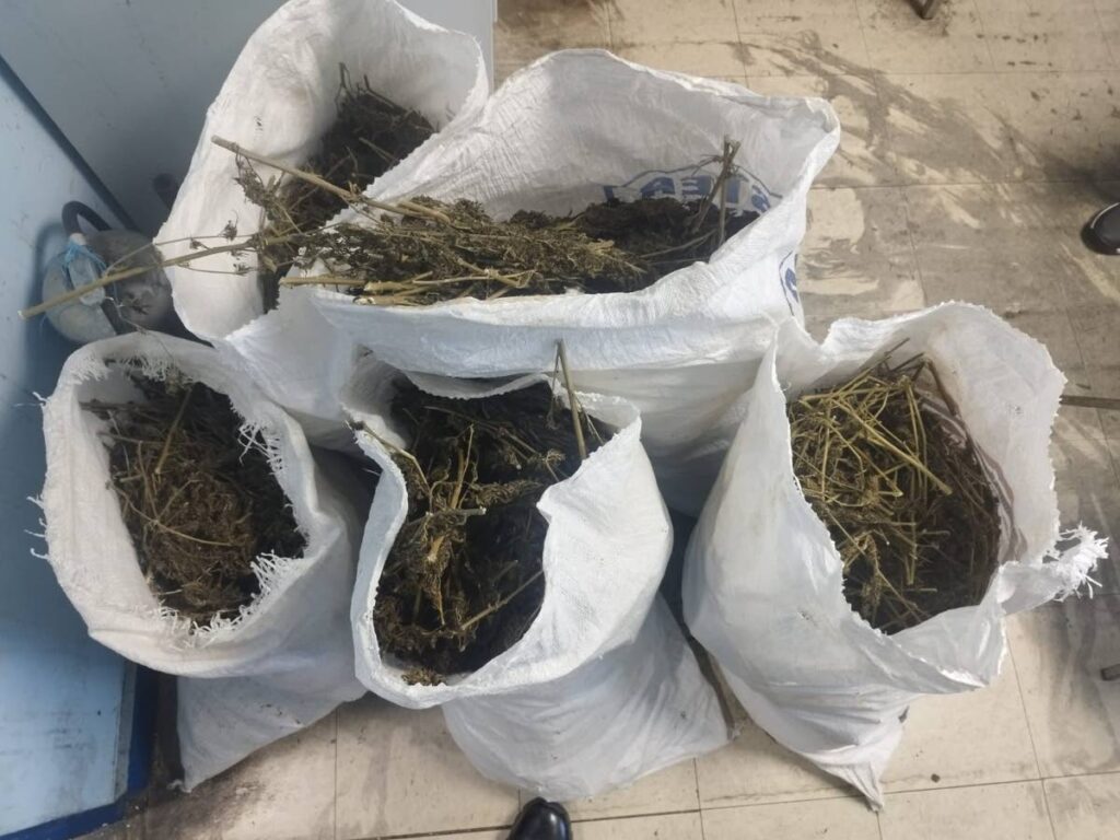 Five crocus bags of marijuana found in Central. - Photo courtesy TTPS