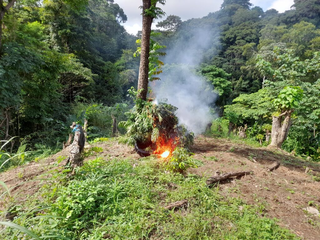 Police burn marijuana trees at L’Anse Noir area of the Toco Forest Reserve on November 15, during a joint operation. - Photo courtesy TTPS