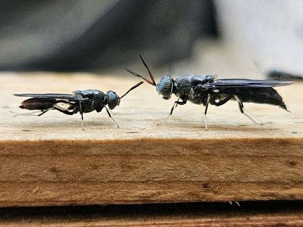 Black Soldier flies. - Photo courtesy UN FAO