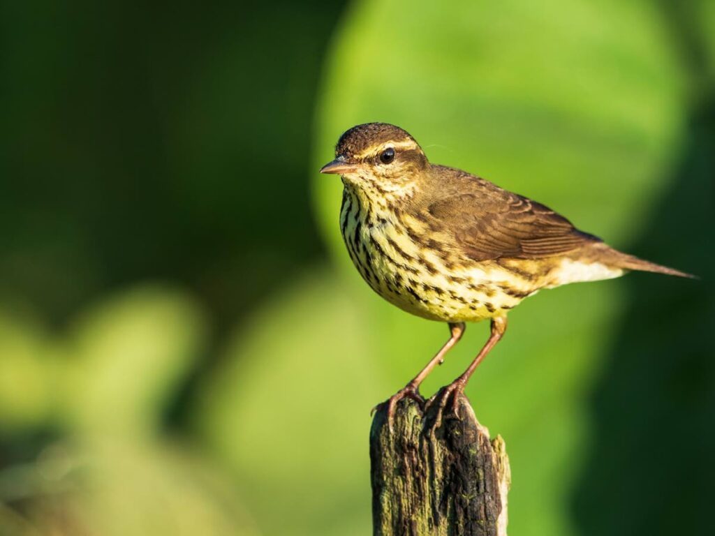 Despite its bold markings, the easiest way to identify a northern eaterthrush is by its distinctive tail-bobbing action. - Photo courtesy Faraaz Abdool