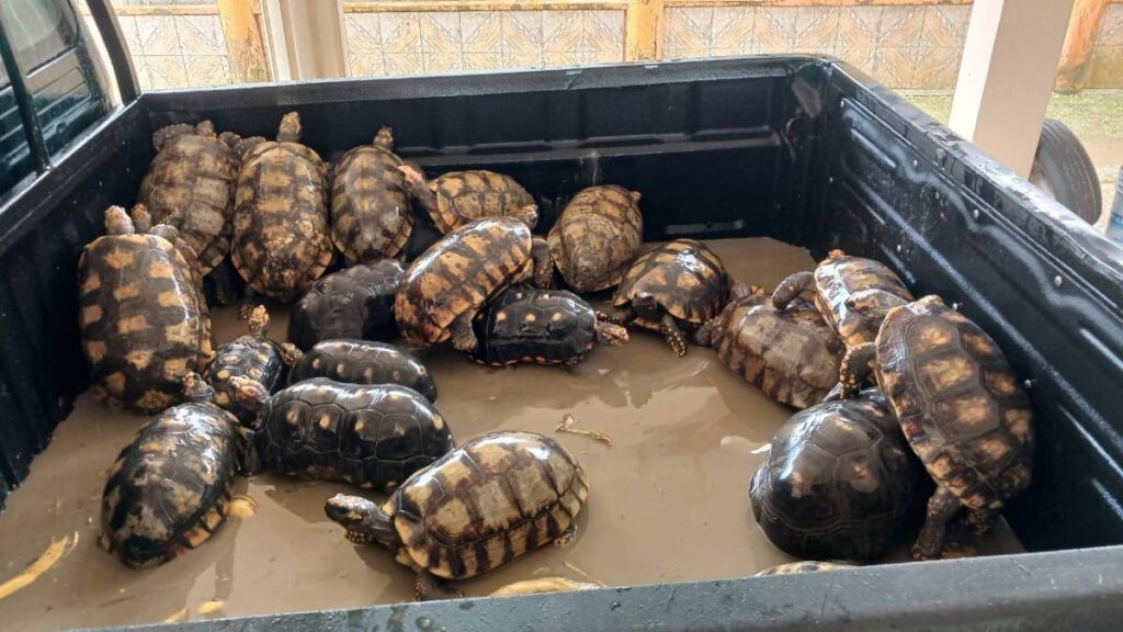 These tortoises were rescued by the Hunters Search and Rescue Team and game wardens. - Photo courtesy the Hunters Search and Rescue Team