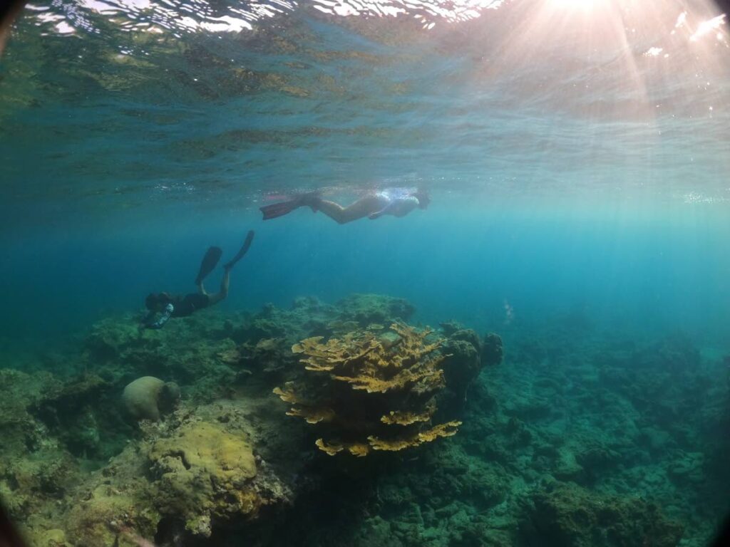 Divers from the Institute of Marine Affairs at Mt Irvine reef, Tobago. - 