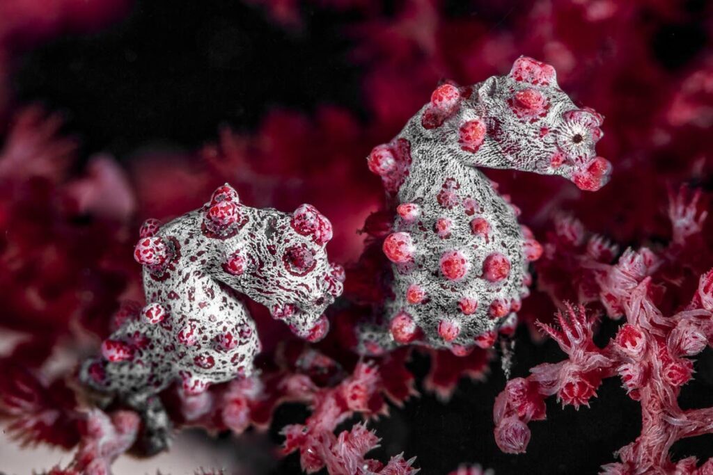 Pygmy seahorse. - 