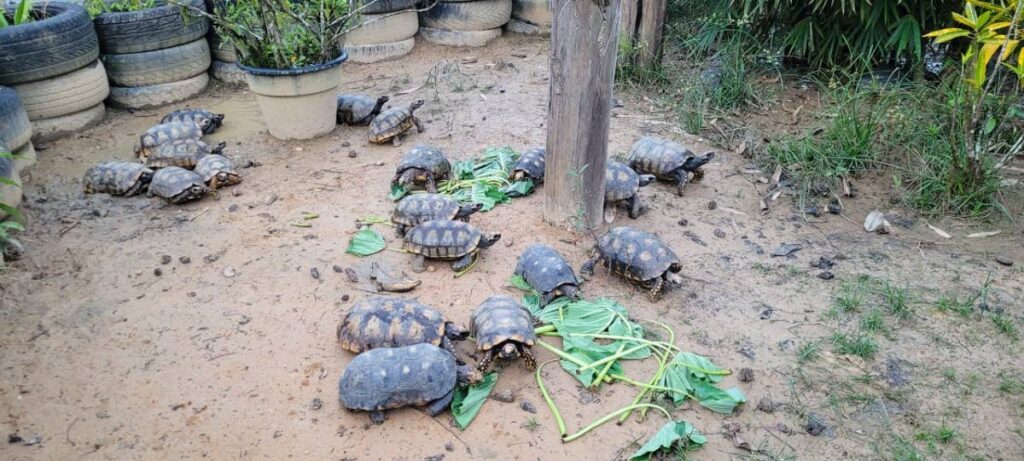 Some of the tortoises rescued from a Gasparillo home on December 1 chow down on dasheen bush on a rainy day at the Reptile Conservation Center/Serpentarium in Cumuto. - Photo courtesy Saiyaad Ali 