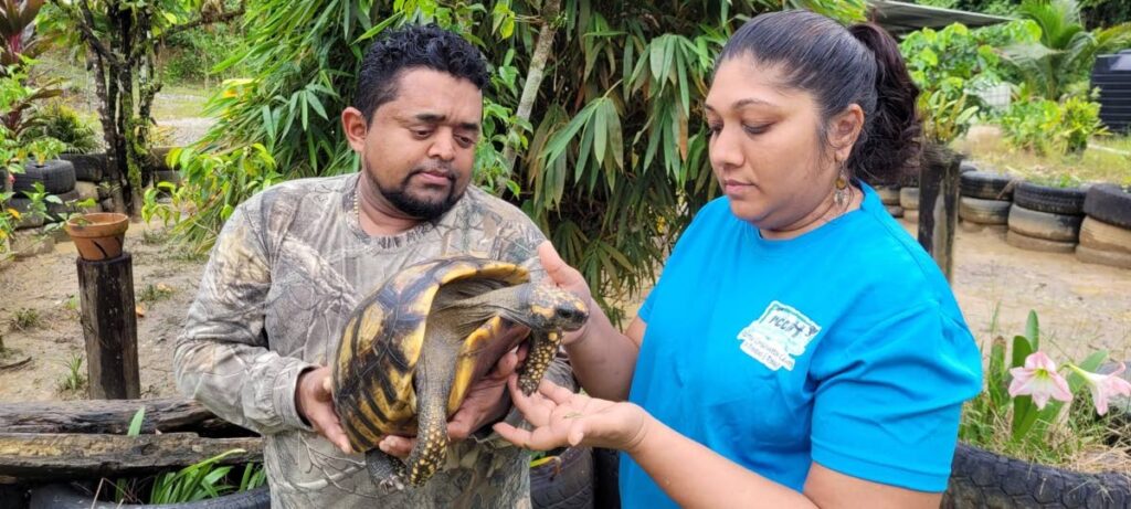 Director Nalini Rampersad-Ali and caregiver Marcus Pome inspect a yellow-footed tortoise at the Reptile Conservation Center/Serpentarium in Cumuto. - Photo courtesy Saiyaad Ali 