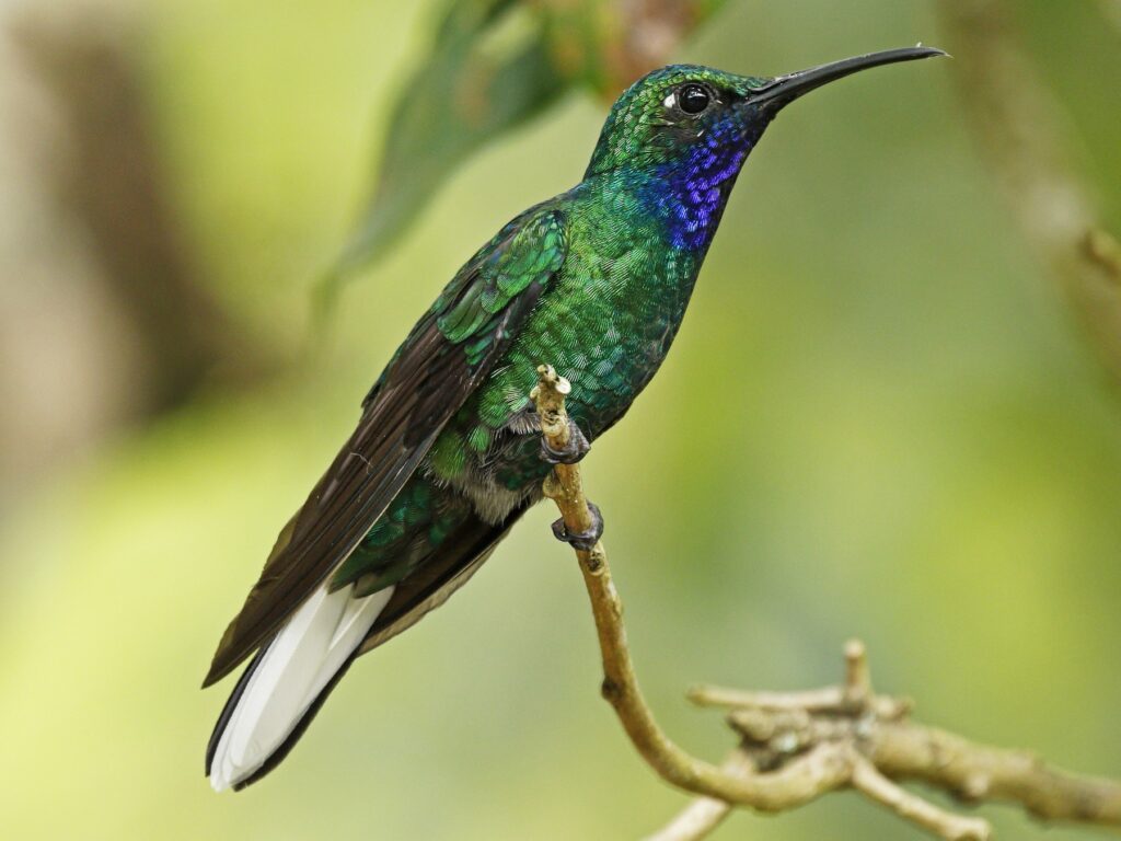 White-tailed Sabrewing. - Photo courtesy Adam Bowley/ebird