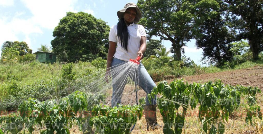 Farmer Shakeema Boatswain waters pimento plants at her garden in La Brea, San Fernando in 2021. Agriculture can benefit from modern technology. - File photo