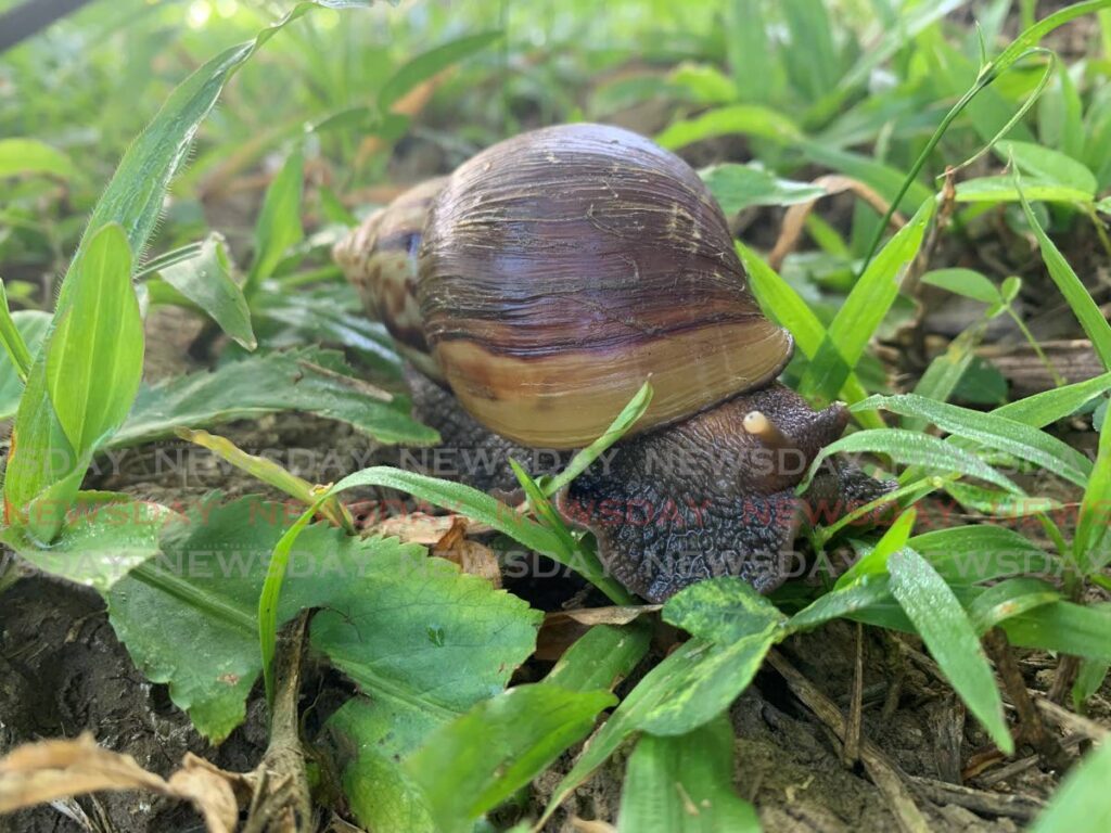 A juvenille giant African snail found near the Caroni River on January 14. - File photo by Darren Bahaw 