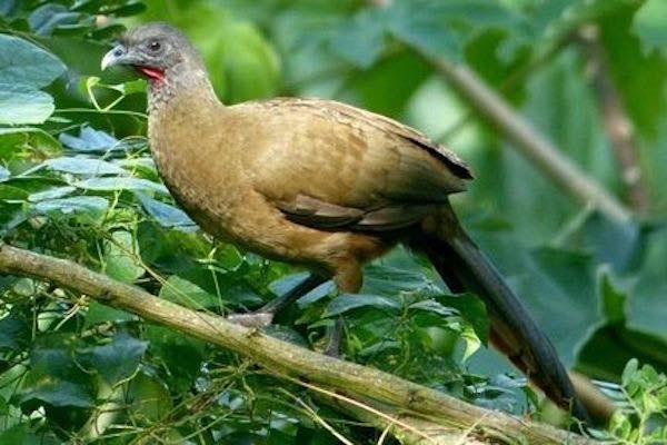 Tobago's national bird, the cocrico - 