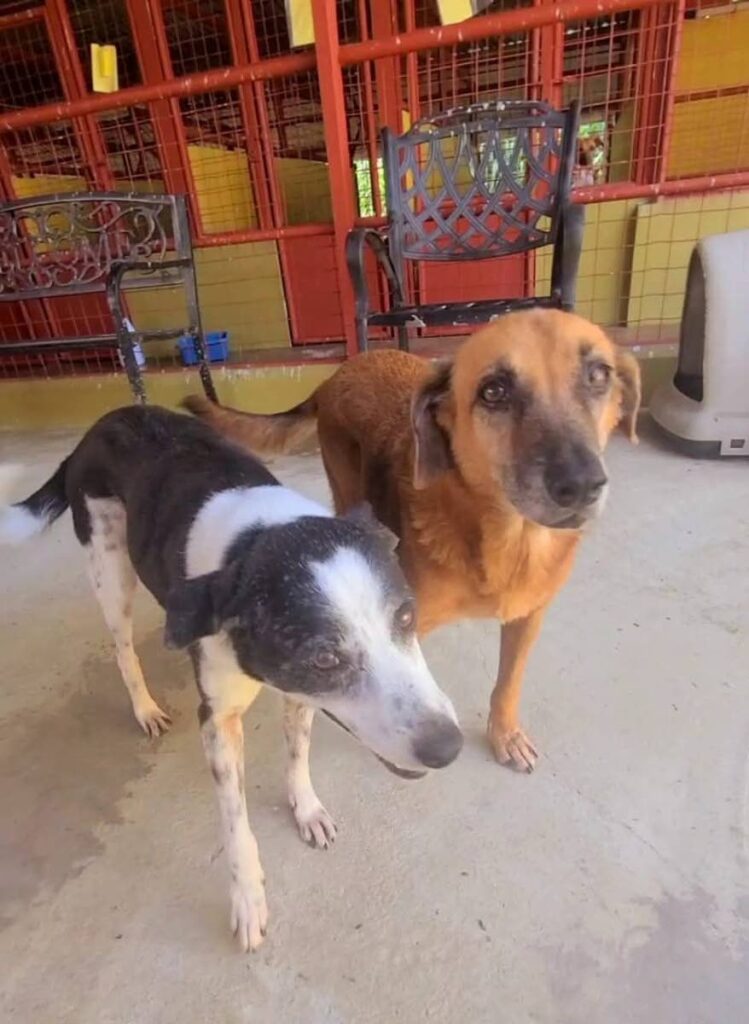 Rescued dogs Jess (left) and Jeremiah at the TTSPCA -