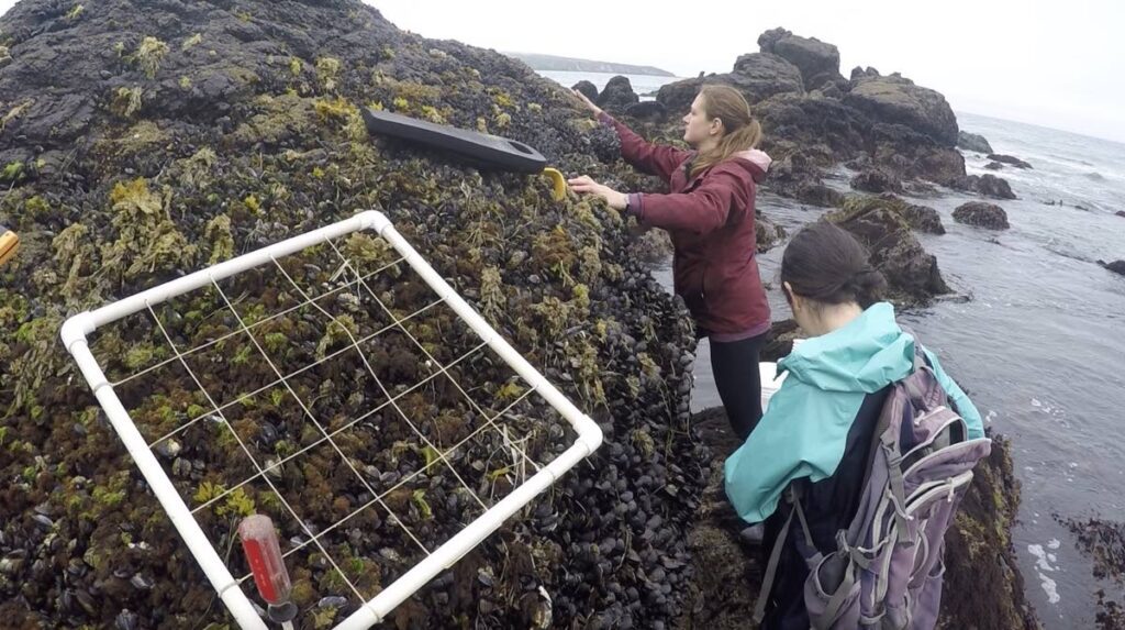  Dr Emily Longman, left, and lab technician Sarah Merolla preparing to sample the mussel bed community at Dillon Beach, California. - Photo courtesy Eric Sanford, UC Davis