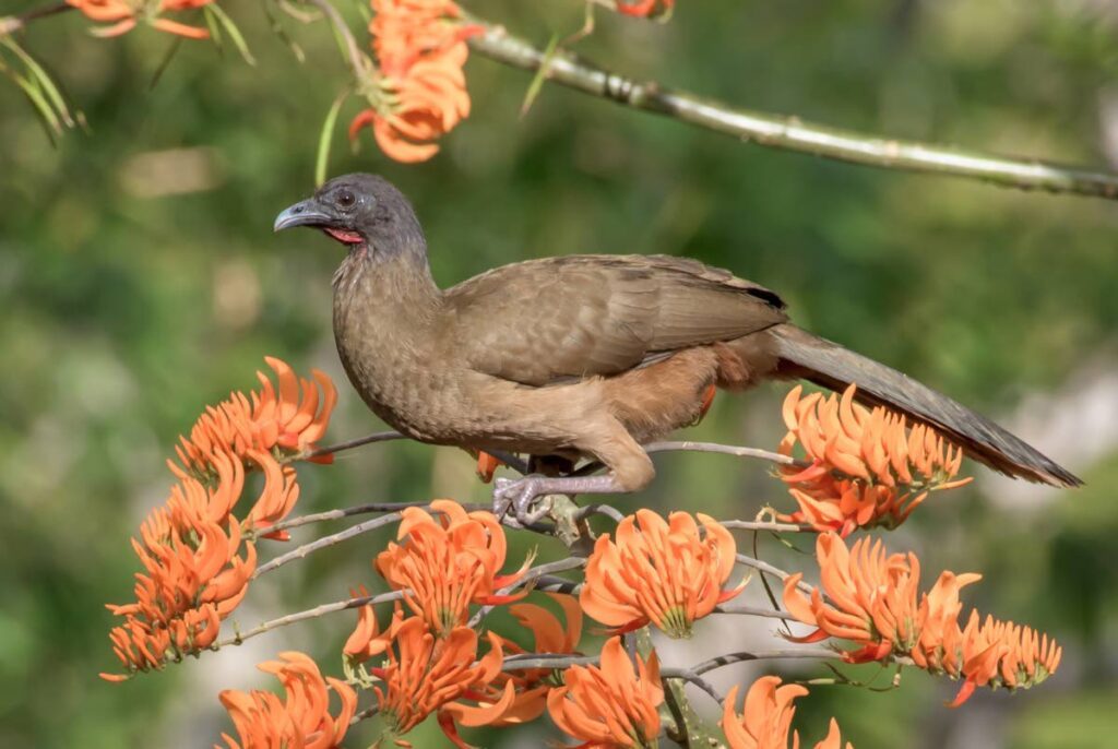 A cocrico, one of TT's national birds, perches on a flowering plant in Tobago.  - Photo by Rachel Lee Young