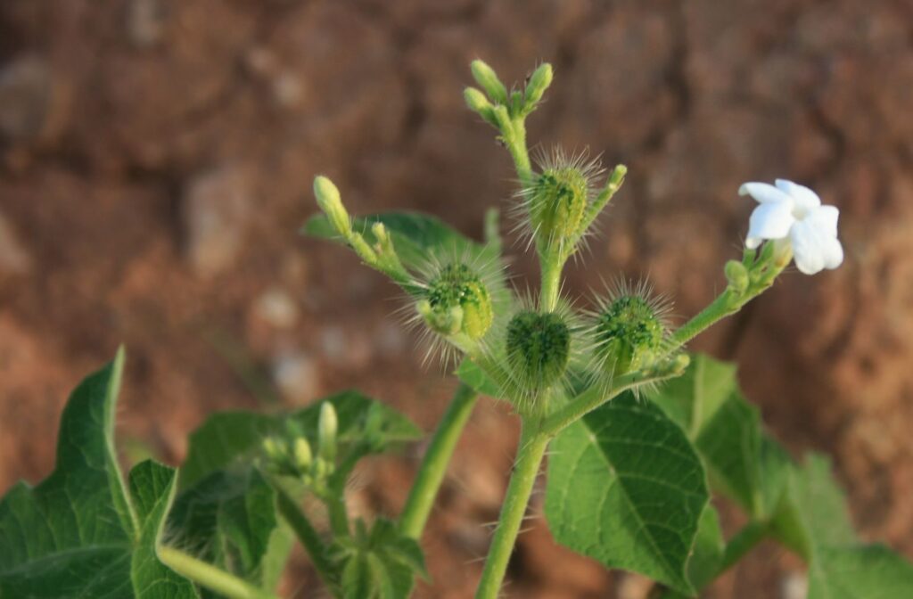 Cnidoscolus urens, commonly known as stinging nettle. - Photo courtesy Wikimedia