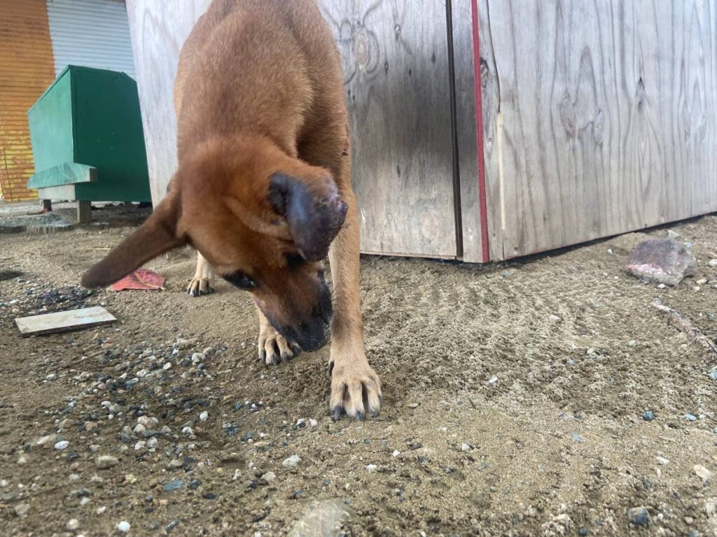 The search is on for Bay, a Charlotteville, Tobago street dog with an infected ear .  - Elspeth Duncan