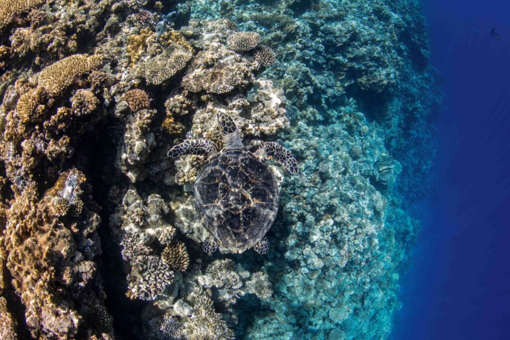 Turtle over Thomas Reef, Egypt. Credit: Renata Romeo / Ocean Image Bank - 