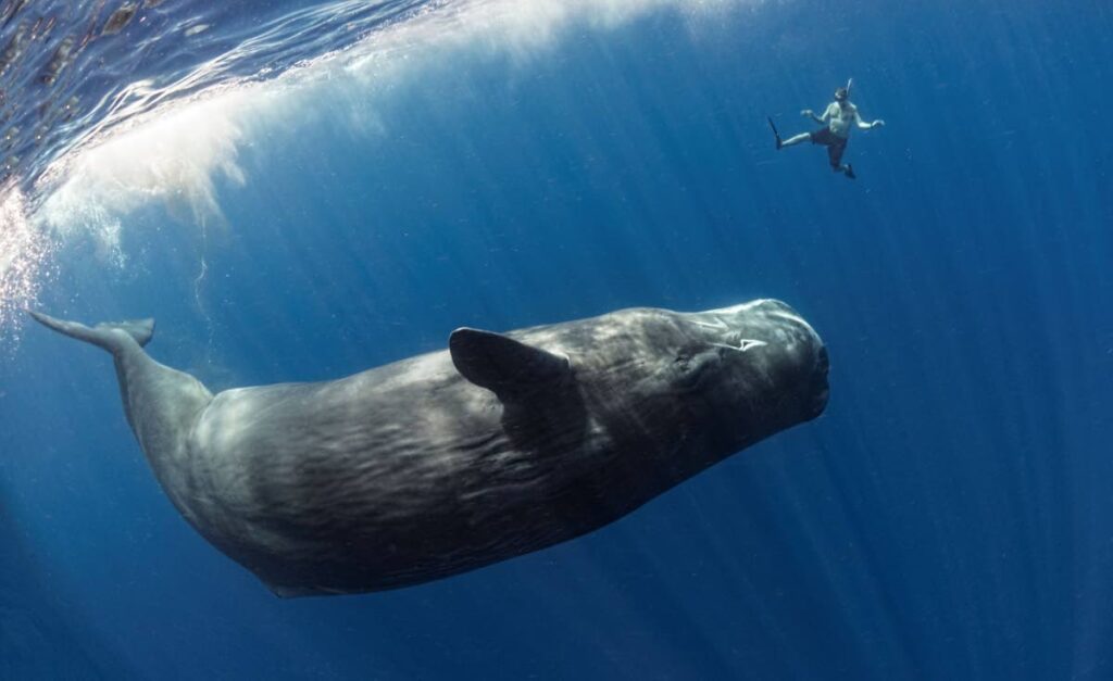 Sperm whales have been recorded to weigh up to 57 tonnes. - Photo by Amanda Cotton | Ocean Image Ban 