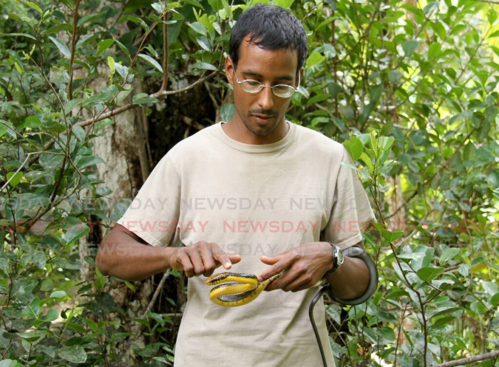 In this March 2021 file photo, Javed Omardeen tames a yellow belley puffer snake at his family's Brasso Seco estate.  - Photo by Ayanna Kinsale 