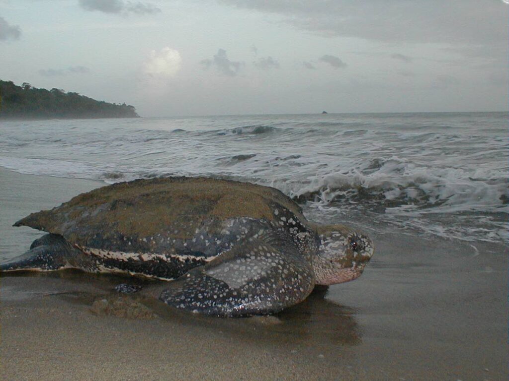 A leatherback turtle on the beach. - 