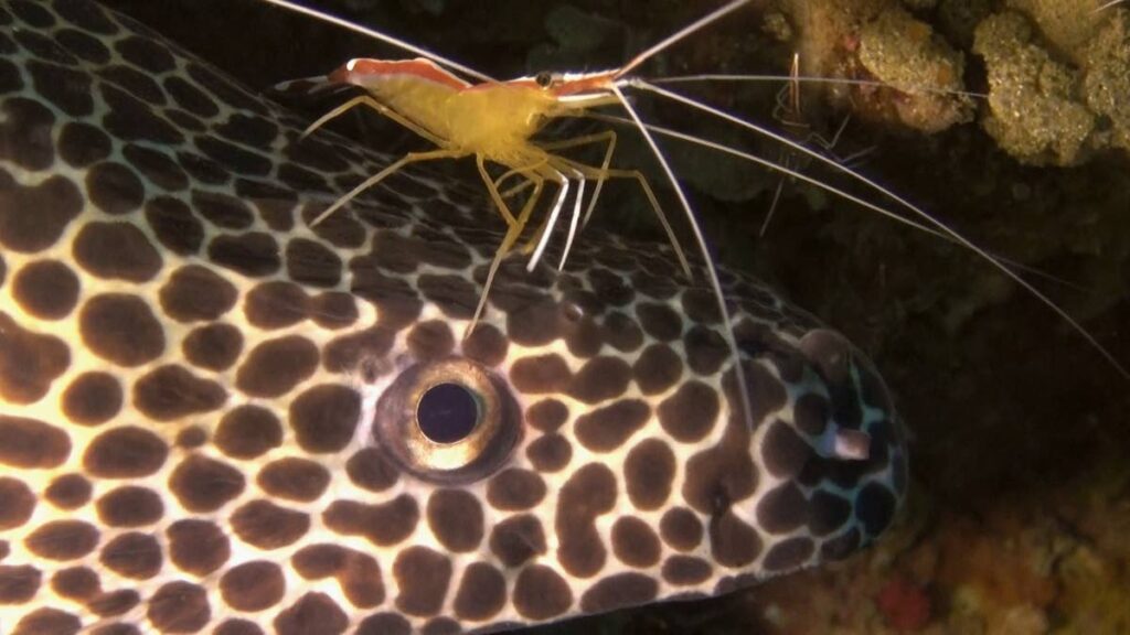 Cleaner shrimp on eel. Photo courtesy Bart Lukasik/Ocean Image Bank - 